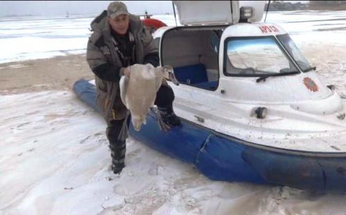 У Черкасах лебідь врятував життя замерзлому чоловіку (ВІДЕО)