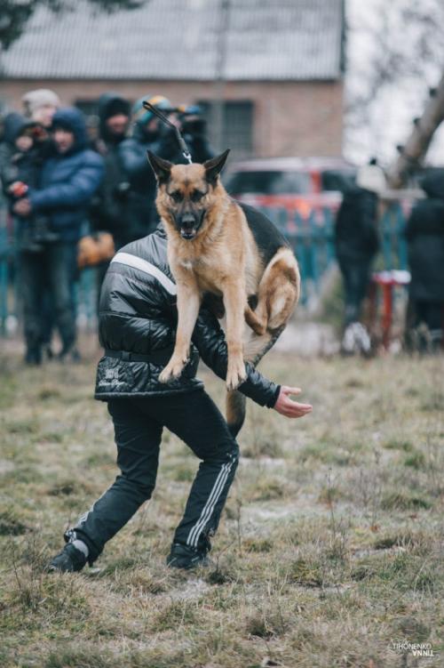 На один день черкаські собаки стали фотомоделями