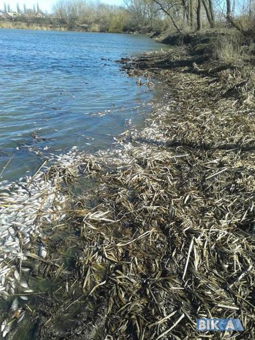 На Драбівщині потерпають від смороду дохлої риби