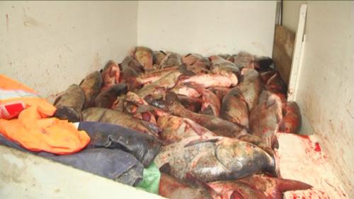 Міліція спіймала браконьєрів, які перевозили півтори тони риби (ВІДЕО)