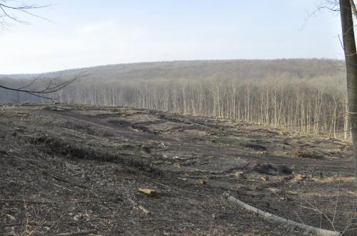 У Холодному Яру вирубують ліс із порушеннями, – активісти (ВІДЕО)