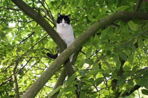 Через байдужість комунальників кіт три доби просидів на дереві (ВІДЕО)