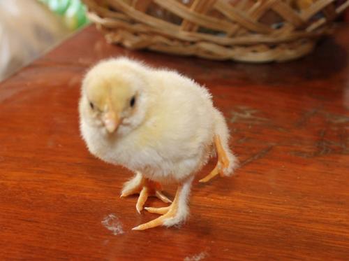 На Золотоніщині народилося курча з чотирма лапками
