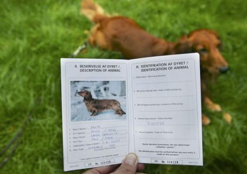 В обласному центрі можуть ввести обов'язкову реєстрацію собак