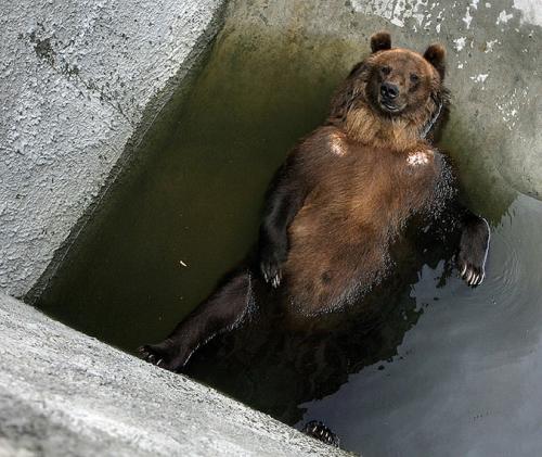 Соцмережу “підірвало” кумедне відео з ведмедем у черкаському зоопарку