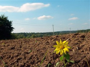 Через бюрократію АТОвець півроку не може отримати землю