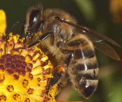 У Черкаській області тисячами гинуть бджоли