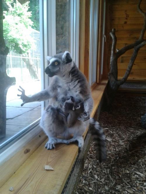 У Черкаському зоопарку народилося двійко лемурів (ФОТО)