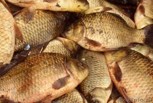 На Черкащині розпочали промисловий вилов риби