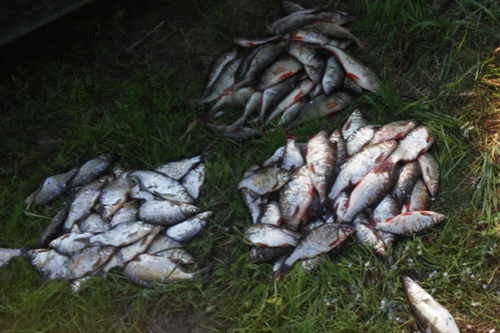 Черкаські браконьєри наловили риби на 11 тисяч