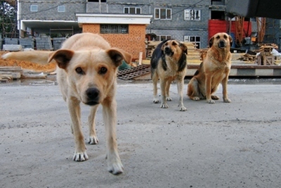 На Золотоніщині бездомні пси пошматували пенсіонерку