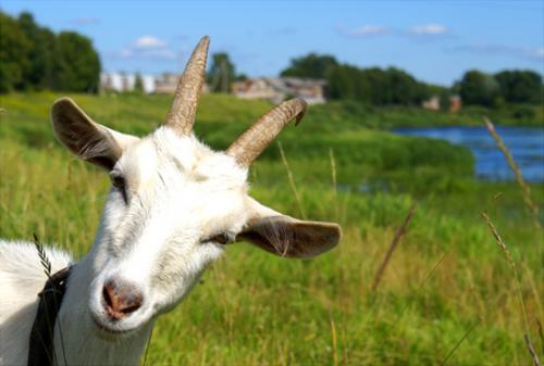 На Чорнобаївщині скажена коза накинулася на господаря