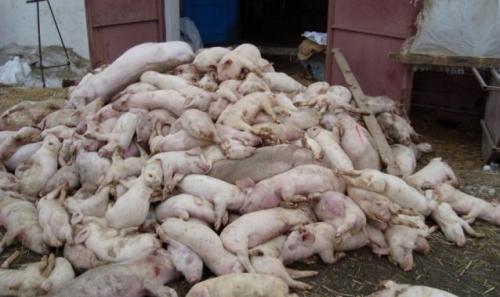 На Черкащині в селян планують відбирати свиней?