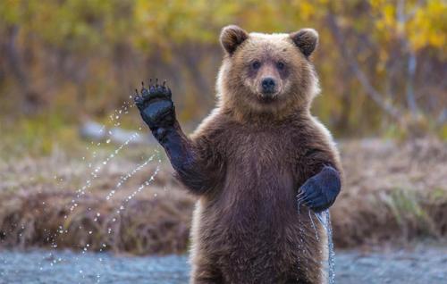 Черкаські ведмеді рятуються від спеки холодним душем