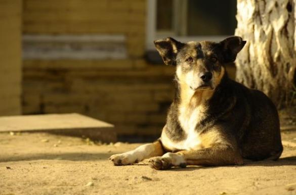 На Черкащині підприємець вже рік відстрілює собак (ВІДЕО)