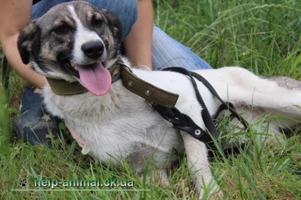 Черкащанам пропонують стати господарем екзотичної собаки (ФОТО)
