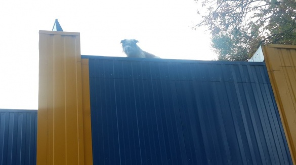 У Черкасах на даху магазину гуляє пес (фото)