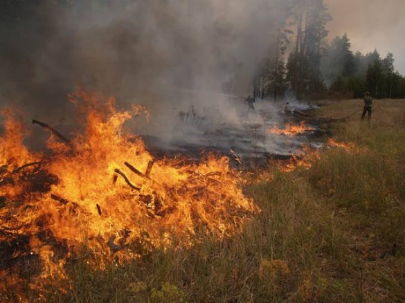 Ліси на Черкащині горять: за день ліквідували чотири пожежі