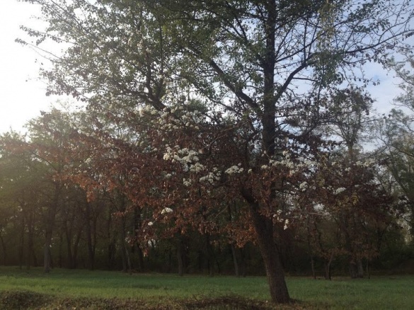 На Черкащині восени зацвіла груша (фотофакт)