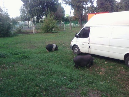 У Черкасах циркові свині вільний час проводять на газоні стадіону