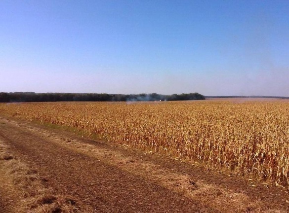 На Черкащині через необережність горіло кукурудзяне поле
