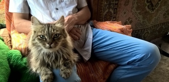 Неподалік Черкас в одному будинку живуть півсотні котів (ФОТО)