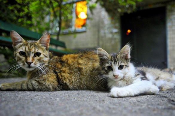 Черкаське подружжя створило справжній рай для котів