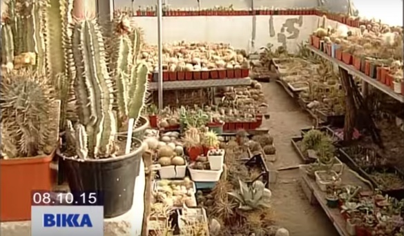 Черкащанин у себе вдома зберігає понад тисячу кактусів