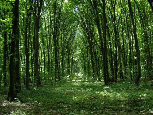 Канівські ліси визначили одними із найкрасивіших в Україні