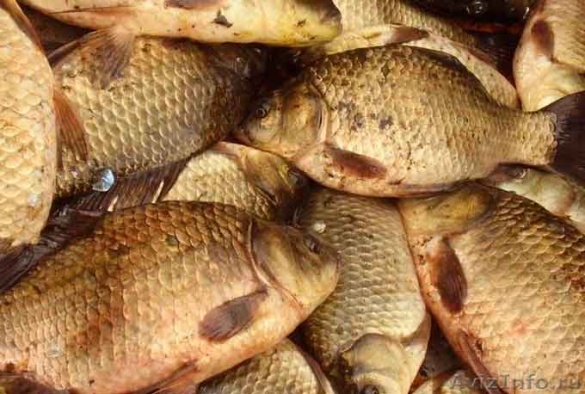 На Черкащині визначили місця, де не можна ловити рибу
