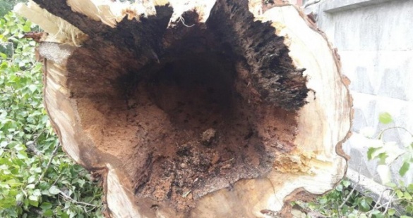 Прихована небезпека: життю черкащан загрожують трухляві дерева