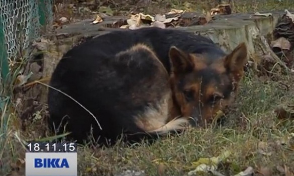 У Черкасах покинутий собака два місяці чекає на господарів