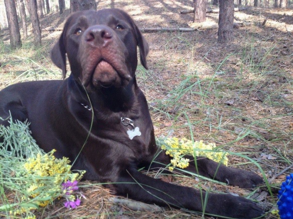 У черкаської журналістки вкрали собаку. Допоможіть знайти!