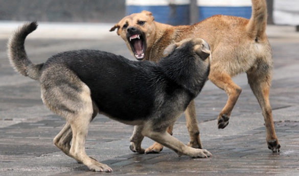 На Черкащині жителі міста страждають від нападів безпритульних собак