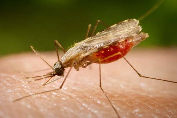 Випадки захворювання на малярію на Черкащині не були смертельними