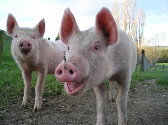 В Черкаській області від вогню врятували свиней