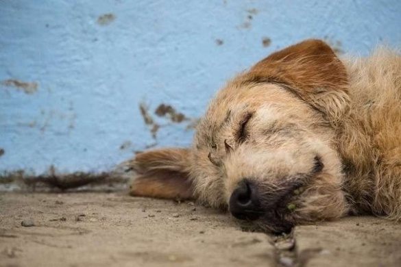 У Черкаській області жорстоко вбивають безпритульних собак