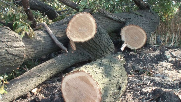 На Черкащині незаконно вирубали дерев на майже 65 тисяч гривень