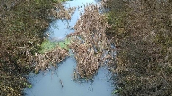 У забрудненні річки Суха Згар екологи звинувачують золотоніський 