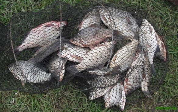 Черкаський браконьєр наловив риби на 4 тисячі гривень
