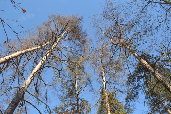 На Черкащині вирубають 150-літні дерева