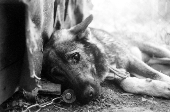 У Черкаській області мисливці у середмісті розстрілюють собак