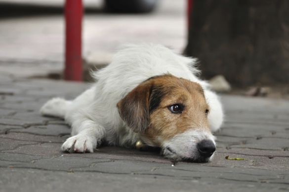 У Черкасах знову труять безпритульних собак (ВІДЕО)