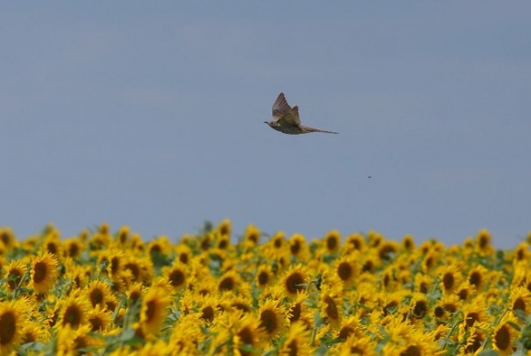 Черкащанка знімає дивовижних птахів по всій Україні (ФОТО)