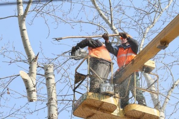 Біля черкаського ЦДЮТ обрізають дерева, нехтуючи правилами техніки безпеки