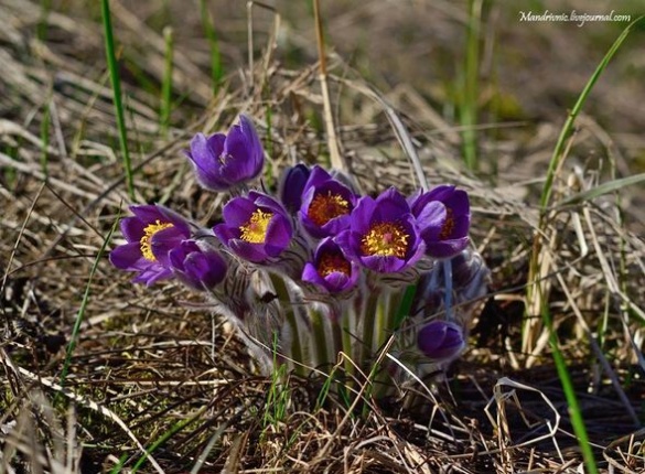 Черкаський фотограф показав довершеність весняних квітів (ФОТО)