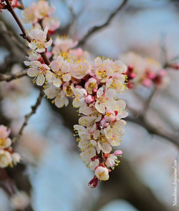 Весна в Черкасах: у мережі розмістили яскраві світлини