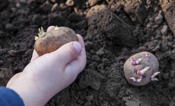 Класні думки черкащанки про садіння картоплі, після яких точно захочеться на город