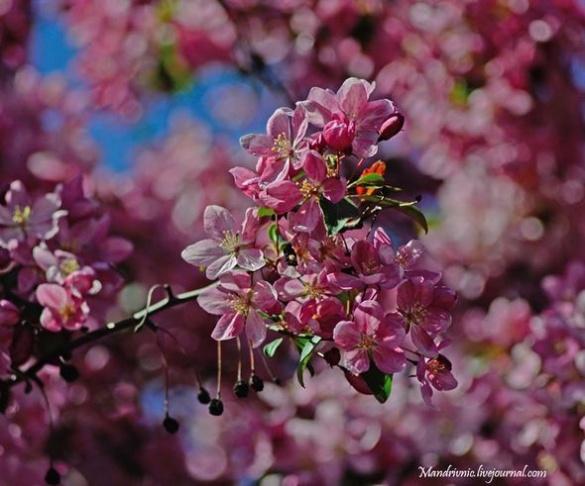 Рожева краса: у мережі показали ніжні фото яблуневого цвіту