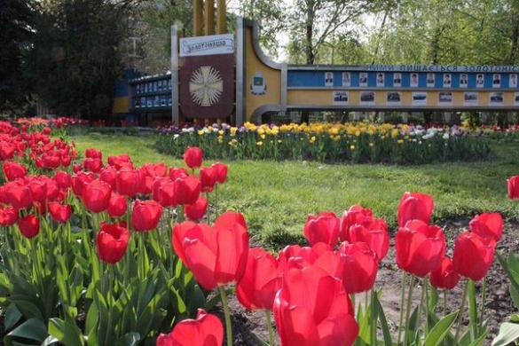Майже Нідерланди. Тисячі сортових тюльпанів розцвіли на Черкащині (ВІДЕО)